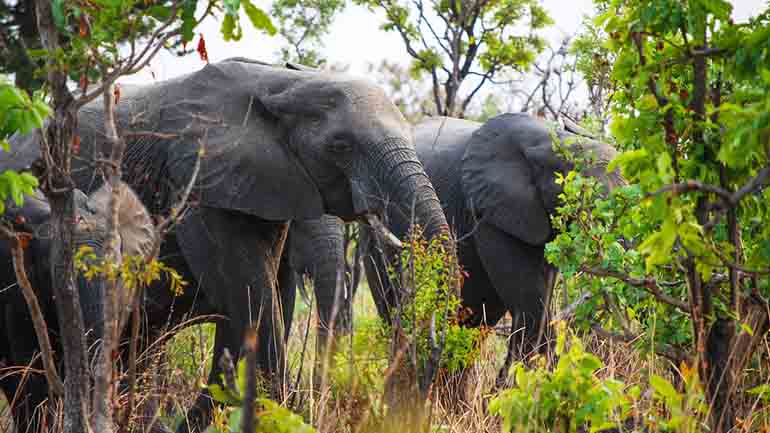 Διψασμένοι ελέφαντες εισέβαλαν σε πόλη του Καμερούν – Σκότωσαν δύο ανθρώπους σε γειτονικά χωριά